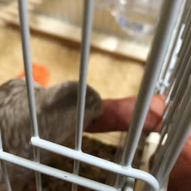 噛み付くピピの画像