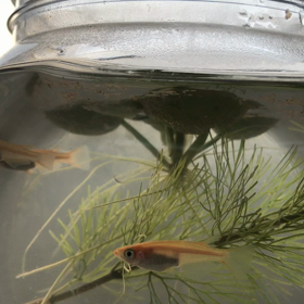 めだかちゃん動画⑥の画像