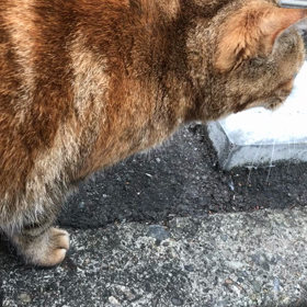 地域猫ちゃんの画像