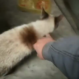 休めない猫。。。の画像