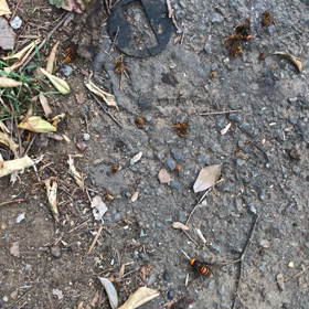 スズメバチの共食いの画像