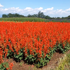 希望の丘～鼻高の丘への画像