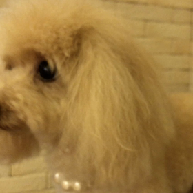 狂犬病予防接種の画像