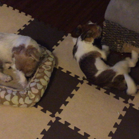 遊んで遊んで攻撃の画像