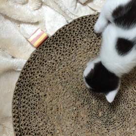 初めてのキャットニップの画像