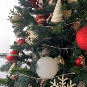 クリスマスツリーで木登りの画像