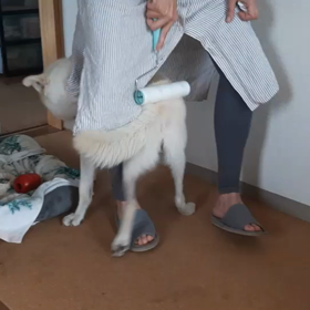 今日のシロくんの画像