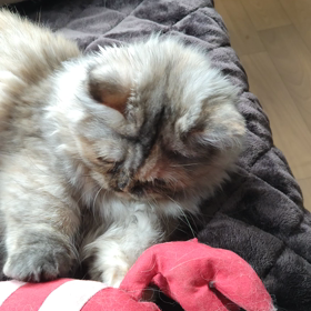 エビさんといっしょの画像