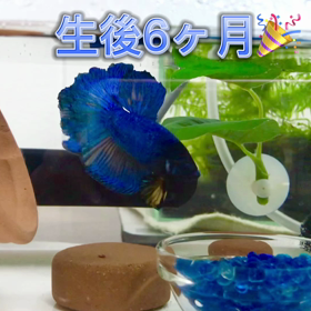 今日で生後6ヶ月のベタ兄弟の画像