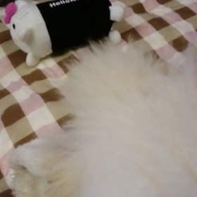 ジュノン殿☆の画像