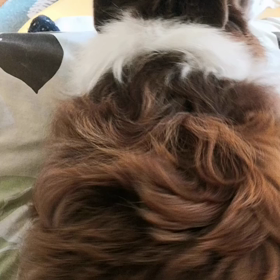 ホームページがダウンしていますの画像