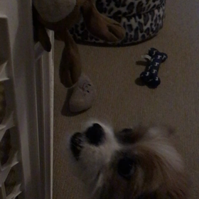 ワンコのI.Qお遊びの画像