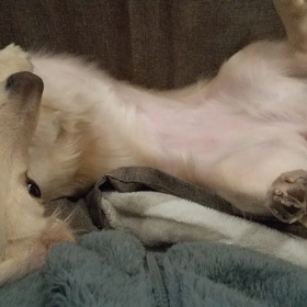 しっぽブンブンの画像