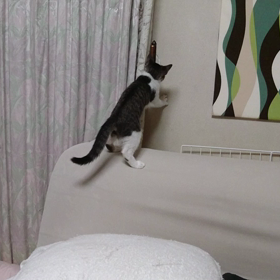 カーテン上りの画像