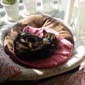 陽光は猫に優しいにゃ～♪の画像