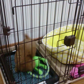 ニコちゃん☺︎の画像