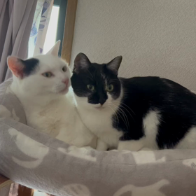 アログルーミングの画像