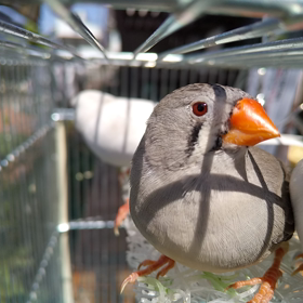 女子たちの画像