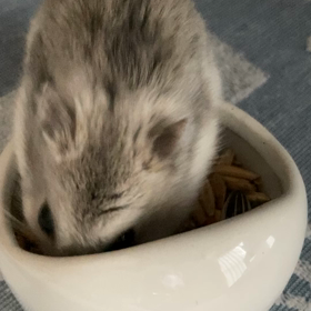 お任せ☆の画像