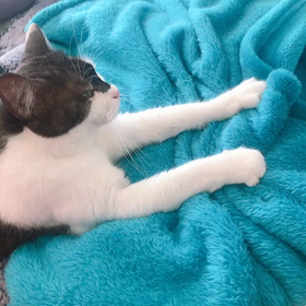 オーストラリアでオステオパシーを学ぶには（学費編）の画像