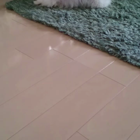 格闘シャンプーの画像