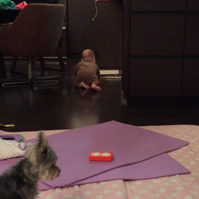 犬のトイレに^_^;の画像