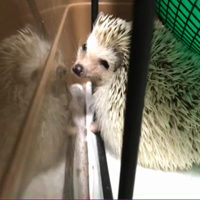 131日目晴栗さんの目が！！の画像