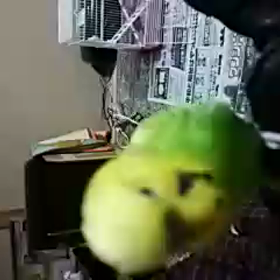 新しい年&我が家ピーちゃん動画の画像