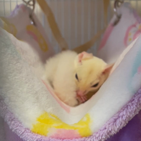 初めてのオヤツの画像