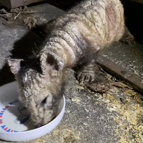 仔猫ではなく…狸だったというお話しの画像