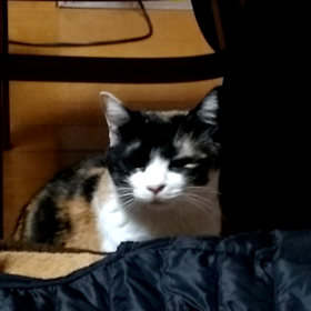 寒い日は猫に限るの画像