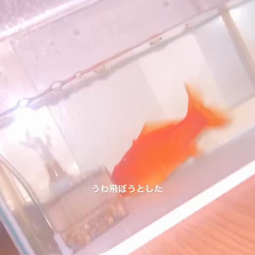 我が家の元気な金魚の画像