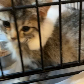 子猫ちゃんずの画像