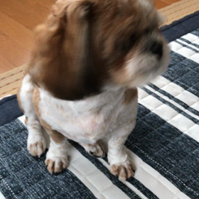 おはようございます。の画像