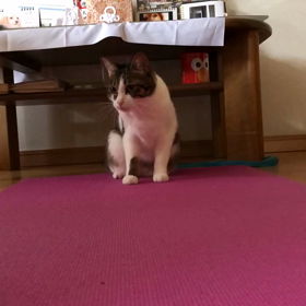 ひいばあちゃんと娘の関係！保護猫デールの特訓は…の画像