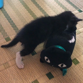 招き猫  「豆」の画像