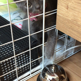 まぐれ？天才？？の画像