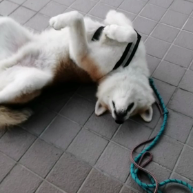 長袖のヤッケでもヒンヤリ感ずる朝。未来丸も心なしか足取り軽い散歩姿か！もちろんゴロ寝はしっかり忘の画像