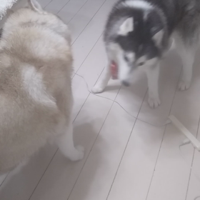 涼しくなってきたので、食欲旺盛！ご飯前のガウガウショーの画像