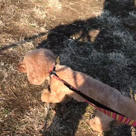 ♪お散歩動画♪代々木公園♪の画像