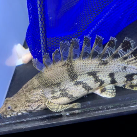 エンドリケリーウルトラショート動画！の画像