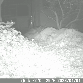 すぎぴたんの事件簿シーズン3　147話（落とし物を見つけたネズミ）の画像