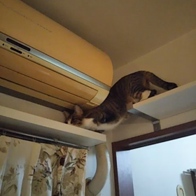 アスレチックコース上級の画像