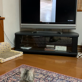 動物たちの動画を見るの画像