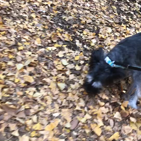 ♪お散歩動画♪代々木公園♪の画像