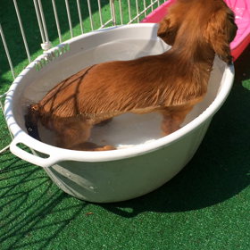 真珠っ子琥珀くん♪の画像