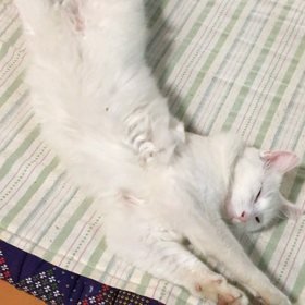 今日の工場長の画像