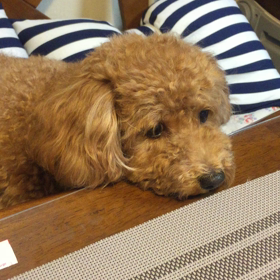 鼻が、、、鳴るの画像