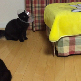 セブン飛ぶの画像