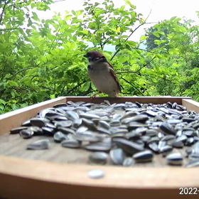 すぎぴたんの事件簿　シーズン２　２６６話（スズメのマトリックス）の画像